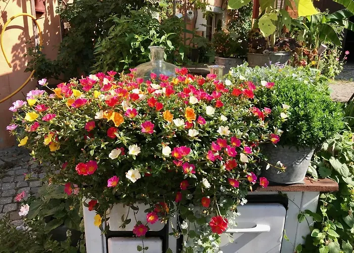 Alter Bauernhof ドレスデン