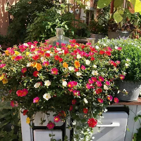 Alter Bauernhof دريسدن